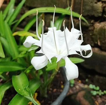 Spider lily Stock Photos