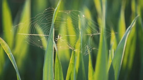 Spider In Long Green Grass Stock Footage