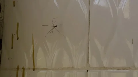Spider long legs hanged in the middle of the bathroom climbing up Stock Footage 332474185