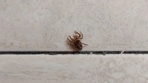 Spider Looking at Camera Lens from Far Distance Stock Footage 284332898