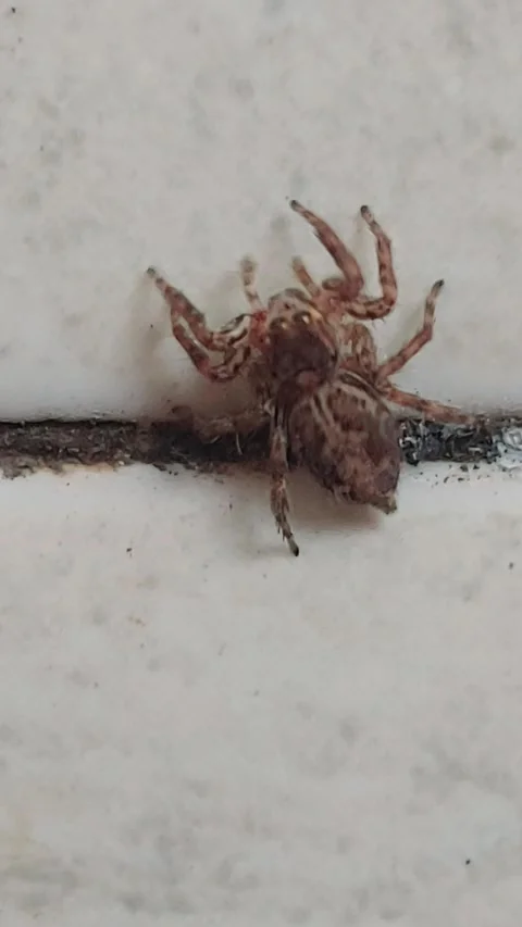 Spider Looking at Camera Lens Suddenly, Vertical Footage Video stock 284333037