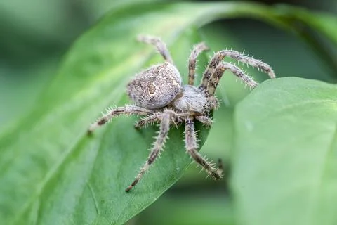 Spider looking at camera over leaf Stock Photos