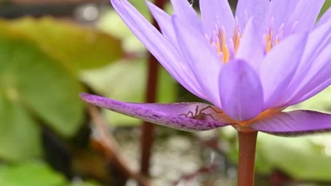 Spider on lotus flower. Insect macro in summer. Small spider move on a pink lotu Stock Footage 144886841
