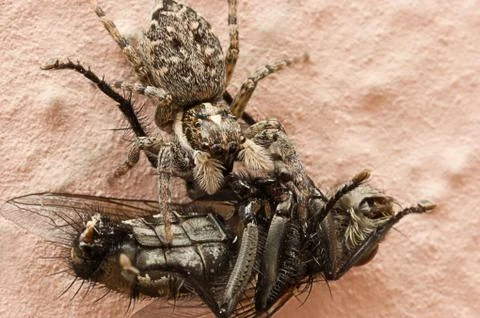 Spider lunch Stock Photos