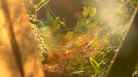 Spider Lurking on Web Stock Footage 34174451
