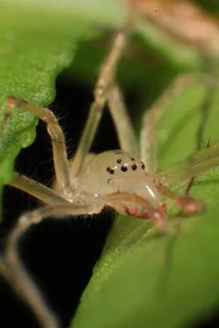 Spider Macro - Araneae Stock Photos