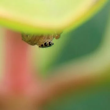 Spider Macro - Araneae Stock Photos