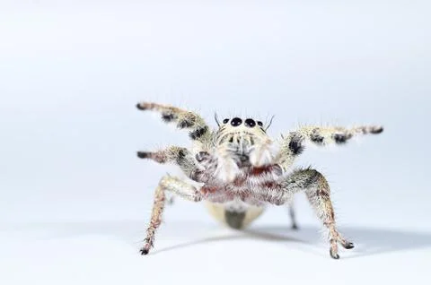 Spider macro backdrop white background. Stock Photos