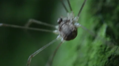Spider macro close up Stock Footage 63495911