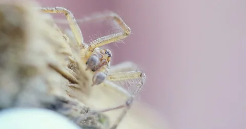 Spider macro close up Stock Footage 115547945