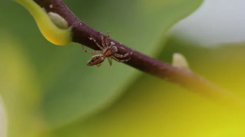 Spider Macro Vídeos de archivo 24724294