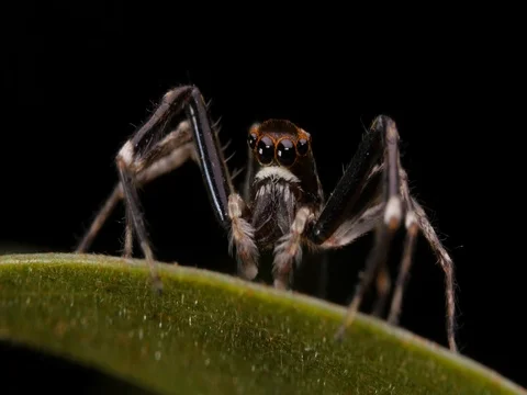 Spider macro insect footage - Aussie Bronze Jumper Stock Footage 74409039