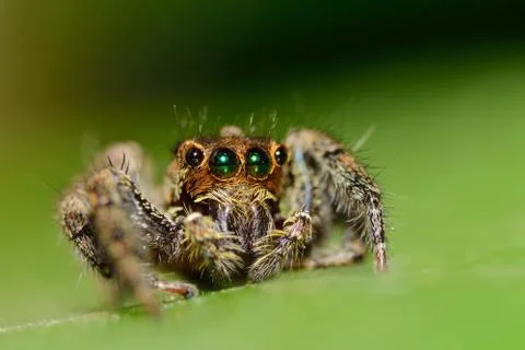 Spider macro Stock Photos
