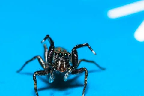 Spider macro Stock Photos