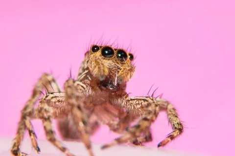 Spider macro Stock Photos