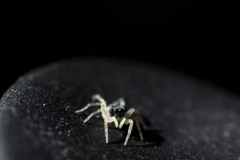 Spider macro Stock Photos