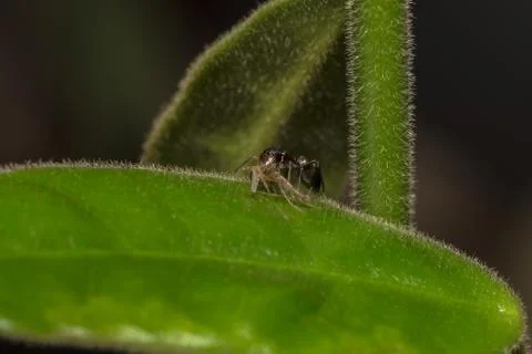 Spider macro Stock Photos