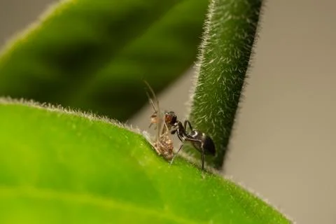 Spider macro Stock Photos