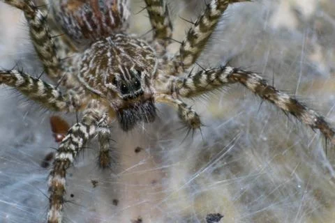 Spider macro Stock Photos