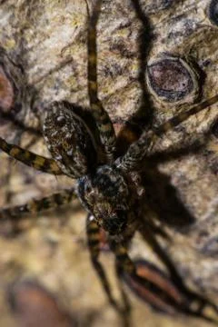 Spider macro Stock Photos