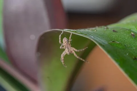 Spider macro Stock Photos