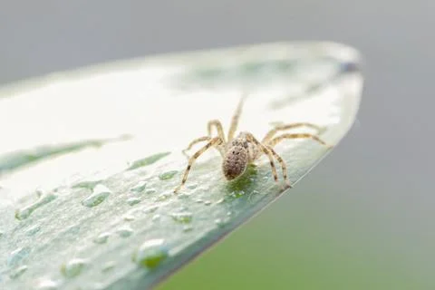 Spider macro Stock Photos