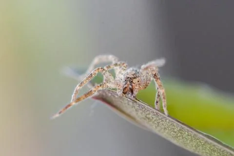 Spider macro Stock Photos