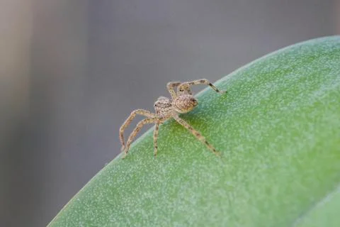 Spider macro Stock Photos