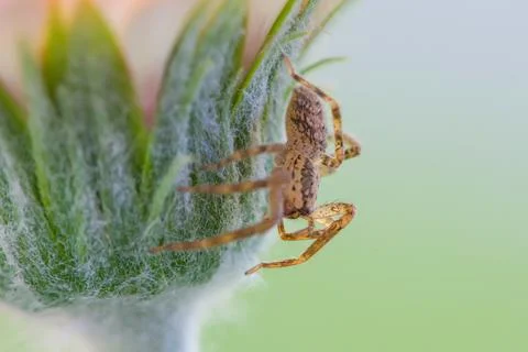 Spider macro Stock Photos