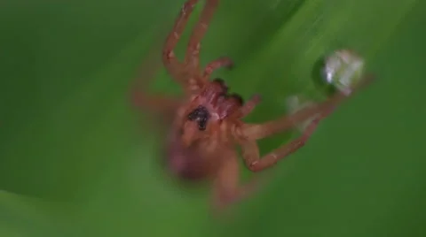 Spider Macro View drinking from water droplet Stock Footage 50543697