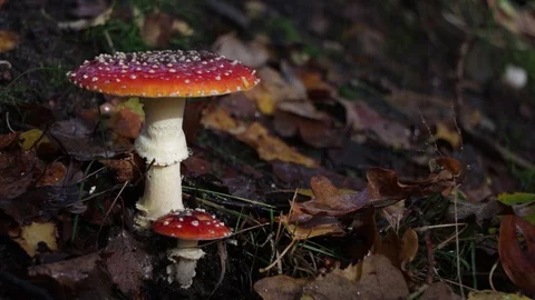Spider On Magic Red Mushroom Forest Floor In Rain Stock Footage 119260981