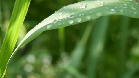 A spider on a maize leaf full of dew bubbles Stock Footage 256663036