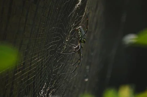 Spider make it's net Stock Photos
