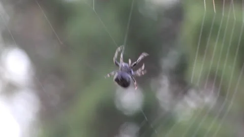 A spider that makes its own house with precision Video stock 220738107