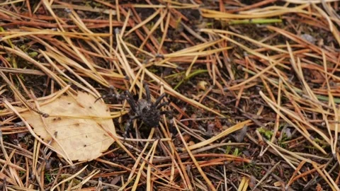 A spider makes its way through fallen pine needles. Stock Footage 290112913
