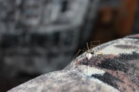 The spider makes a nest with eggs Foto stock