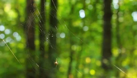 The spider makes the spider web Stock Footage 8994932