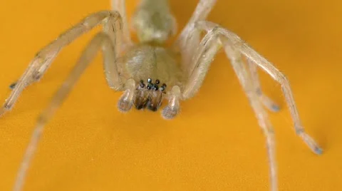 Spider Makes Subtle Movements Stock Footage 4886110