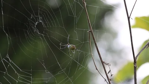 Spider makes web 스톡 동영상 95453059