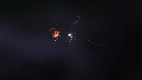 Spider makes web Stock Footage 137424960