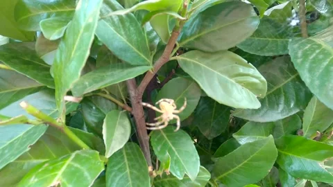 The spider makes a web Stock Footage 139977064