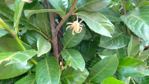 The spider makes a web Stock Footage 139977102