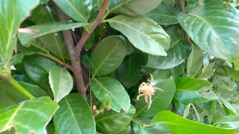 The spider makes a web Stock Footage 139977268