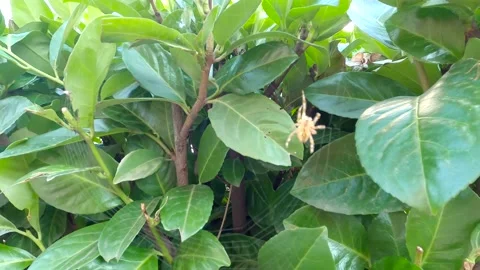 The spider makes a web Stock Footage 139977287