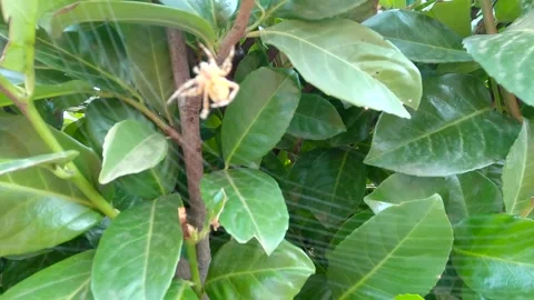 The spider makes a web Stock Footage 139977452