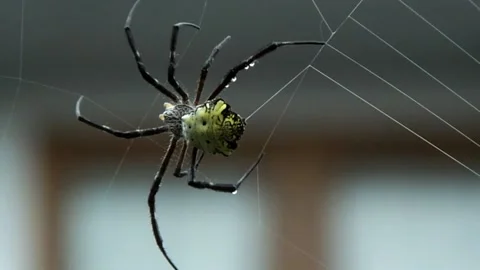 The spider makes a web in the yard, gets tired and then falls - close up shot Stock Footage 151326429
