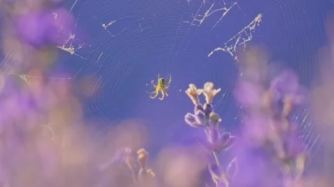 Spider making cob web on Lavender flower in morning light, rural field Video stock 126622771