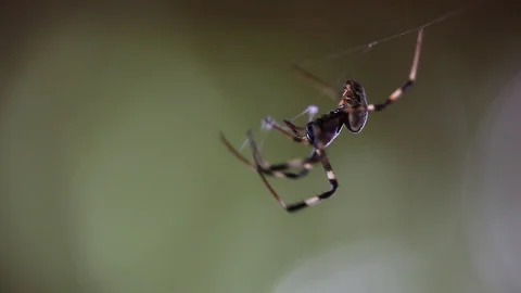 Spider making his web Vídeos de archivo 96408446