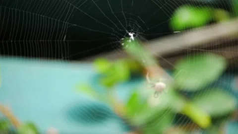 A spider making its cobweb or spider web with a blurry background Stock Footage 218329247