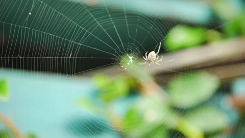 A spider making its cobweb or spider web with a blurry background Stock Footage 218329570